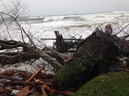crow trees, firewood in surf