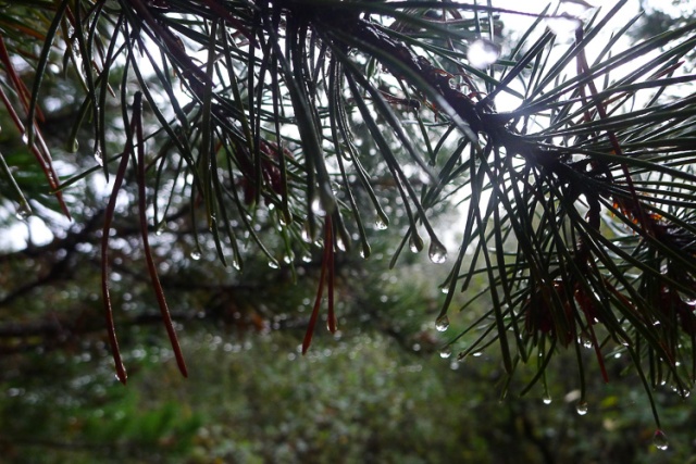 pine needle raindrops